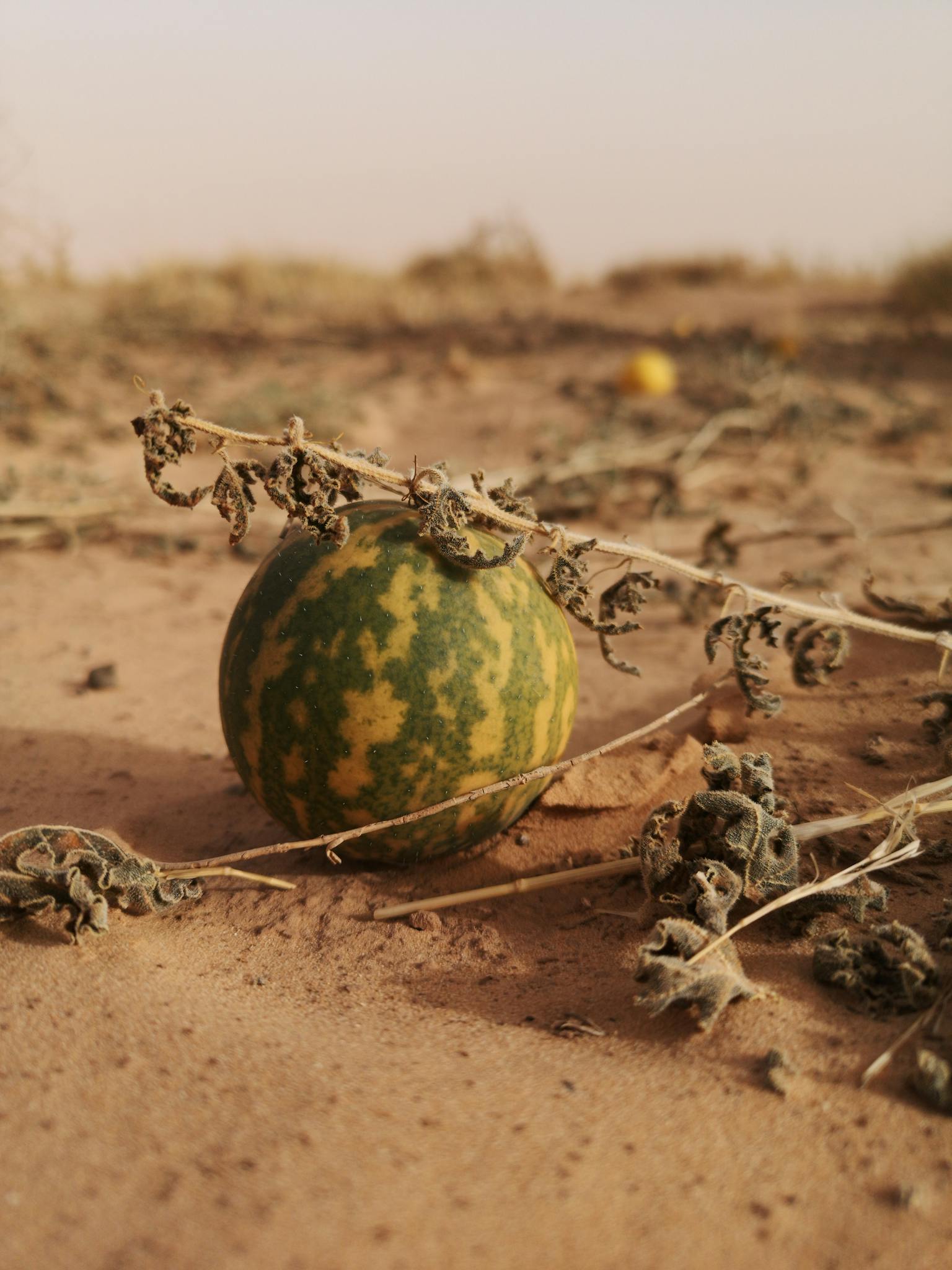 A lone watermelon surrounded by dry, cracked earth, representing drought and growth challenges.