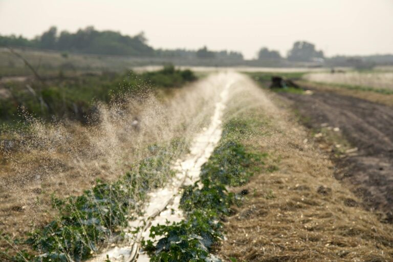 Water sprays over crops in a rural field, showcasing effective agricultural irrigation methods.